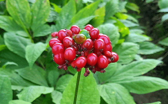 GINSENG ROUGE DE CORÉE