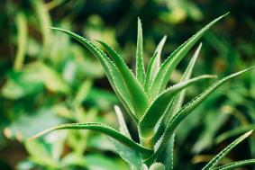 Aloe Vera - La Maison du Ginseng